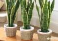卧室适合养什么花或植物？卧室植物选择注意事项？