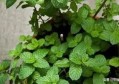 卧室里养这五种花草，既好看好养，又能促进睡眠？