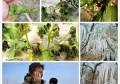 这两天倒春寒，甘肃山西陕西，有没有下雪霜冻？