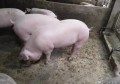 生猪价格全面上涨，但四川最近的生猪却连续下跌，这个是什么情况？四川猪价会起来吗？