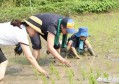 霍启刚郭晶晶带儿子下地插秧，豪门家庭与普通家庭在教育子女方面，你怎么看？